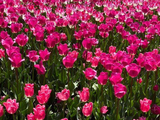 A field of hot pink tulips, tinged with white, amid dark to bright green leaves.