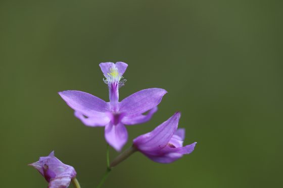A purple orchid set among a dark green background.
