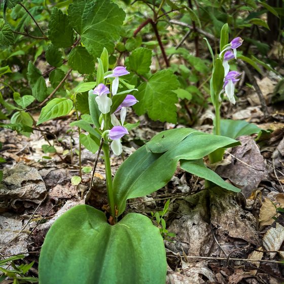 An orchid with purple and white flowers blooming in a forest.