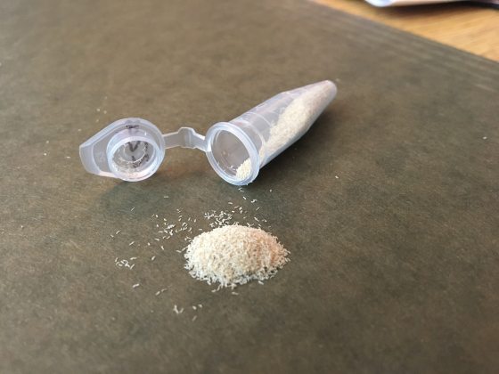 A vial of tiny white seeds spilling out onto a gray table.