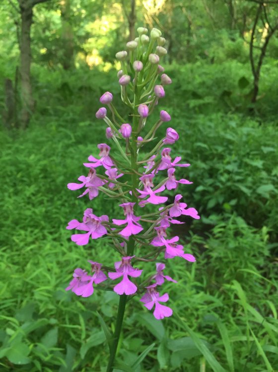 A orchid with purple blooms growing in a forest.